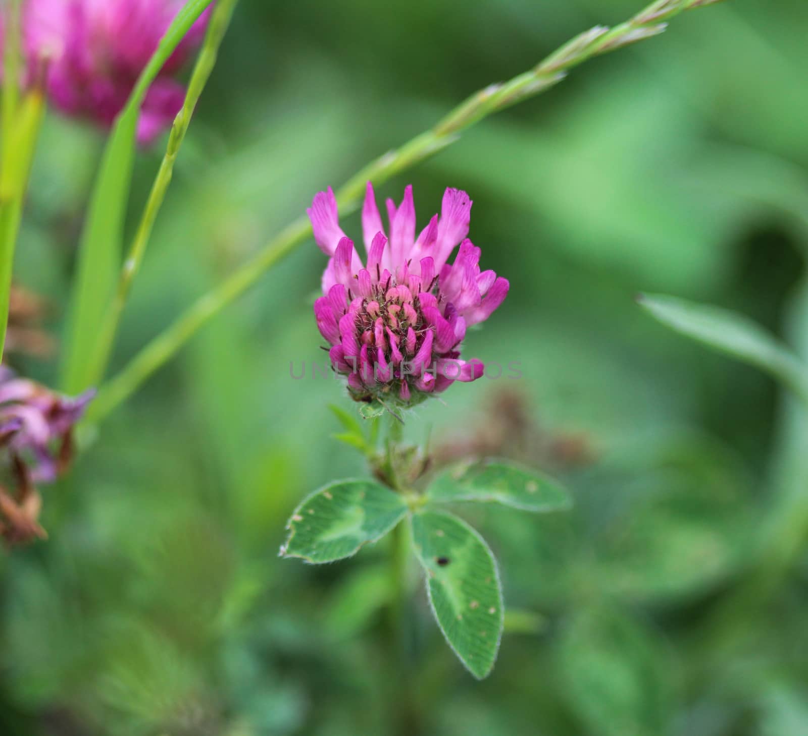 close up of Red Clover (Trifolium pratense) blooming in spring