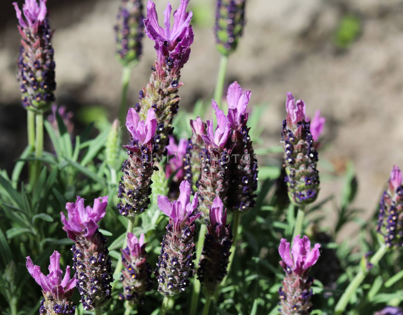 Close up of English lavender (Lavandula angustifolia) in garden