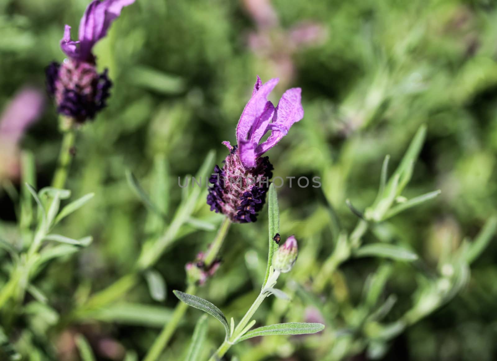 Close up of English lavender (Lavandula angustifolia) in garden