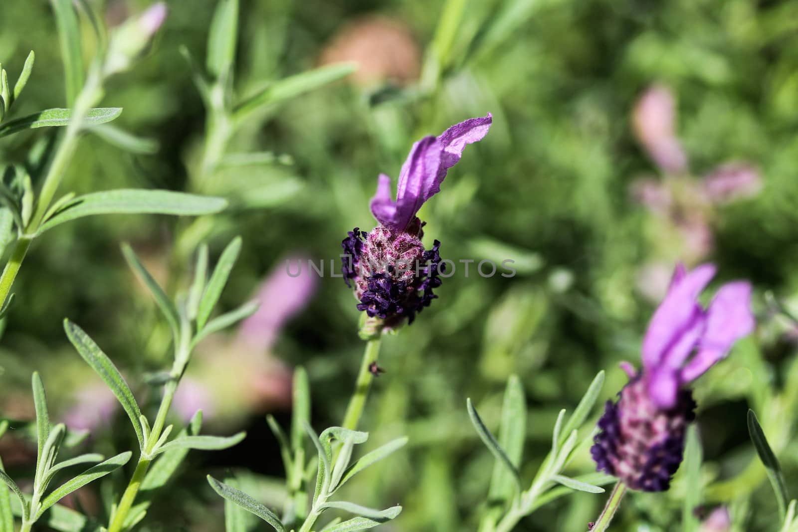 Close up of English lavender (Lavandula angustifolia) in garden