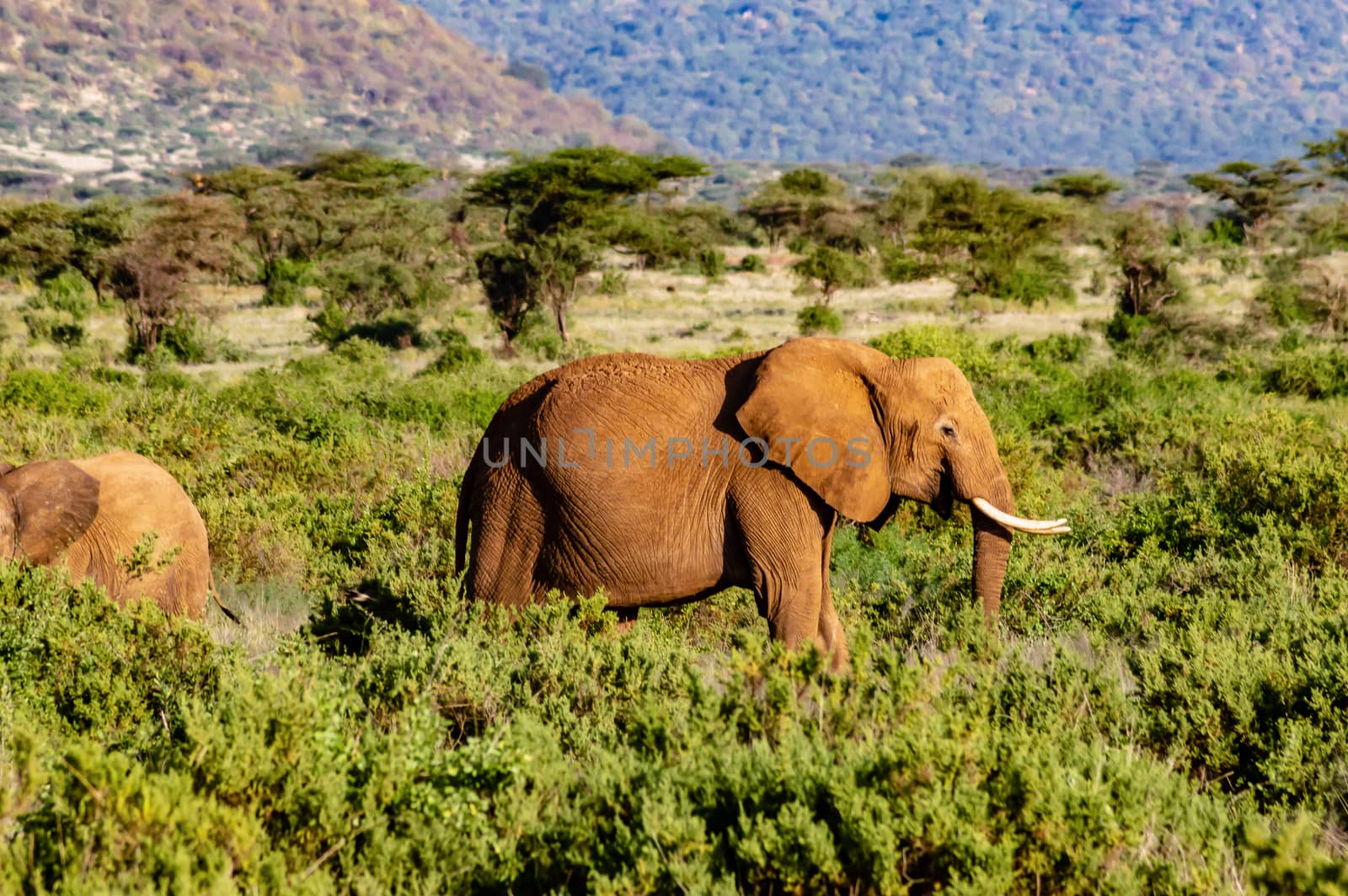 An old elephant in the savannah  by Philou1000