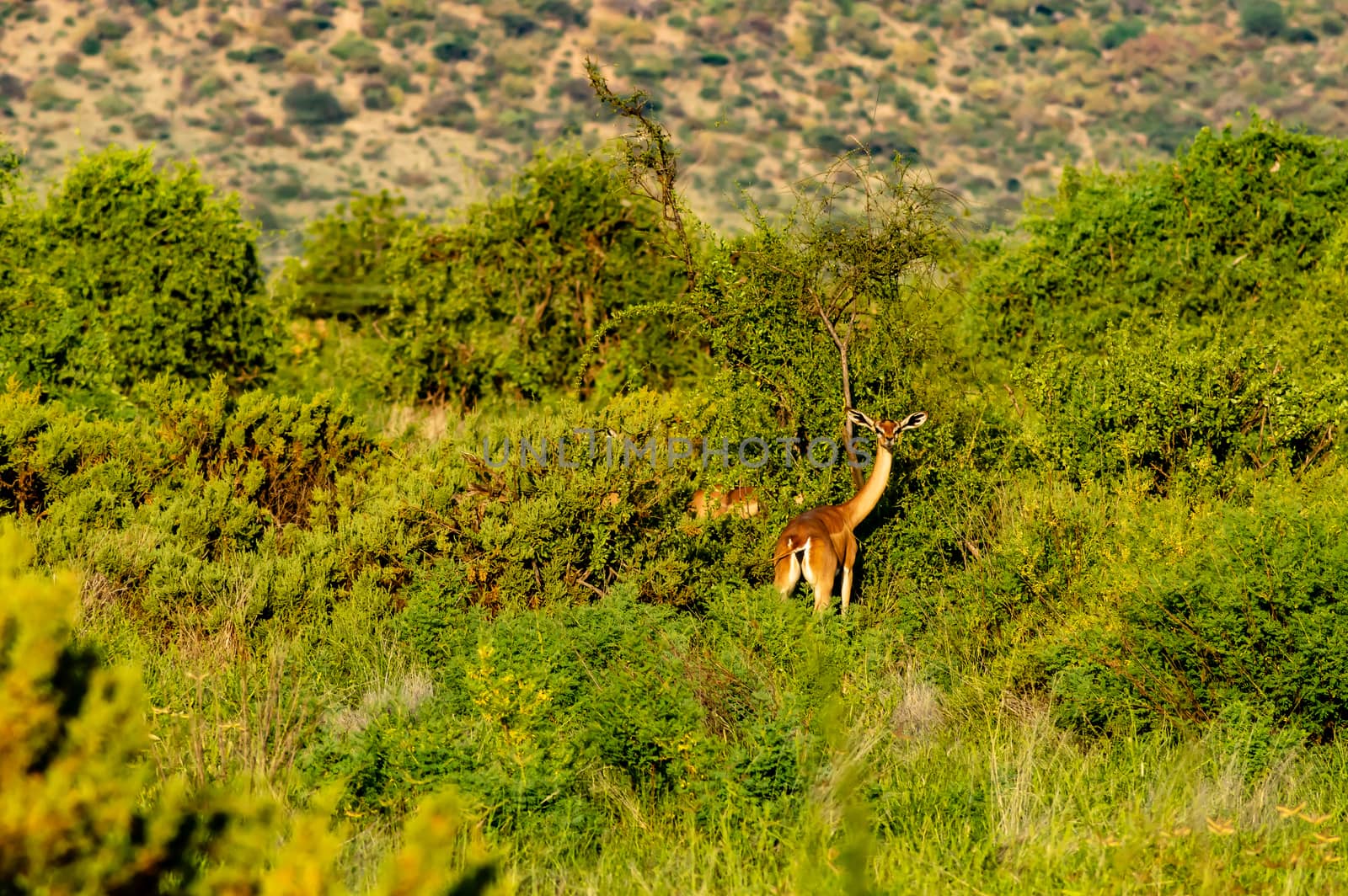 Lonely giraffe antelope grazing in the savannah  by Philou1000