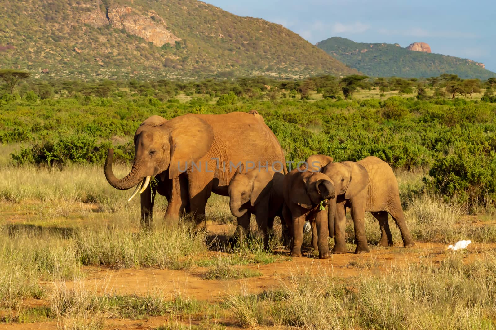Elephant family in the savannah of Samburu  by Philou1000