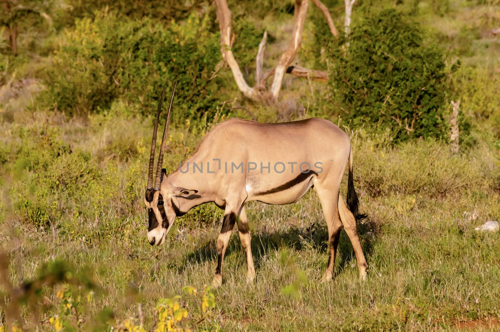 Lonely Oryx grazing in the savannah  by Philou1000