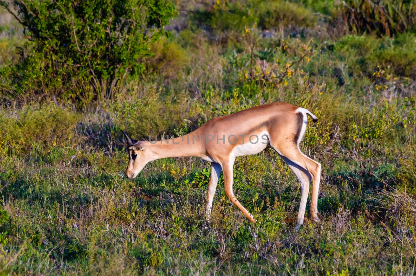 Lonely Springbok grazing  by Philou1000