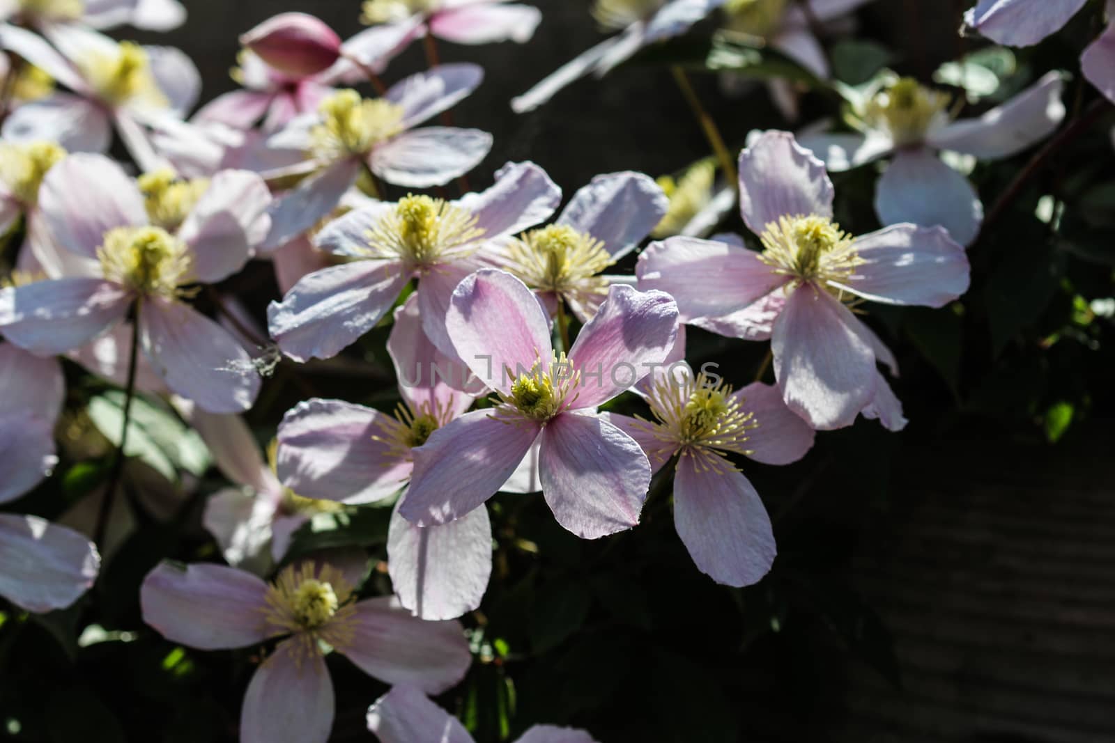 Close up macro of Himalayan Clematis flower (Clematis montana) blooming in garden