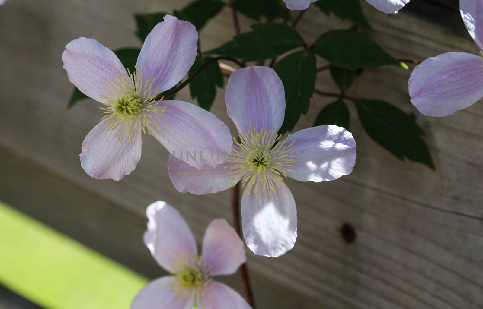 Close up macro of Himalayan Clematis flower (Clematis montana) blooming in garden