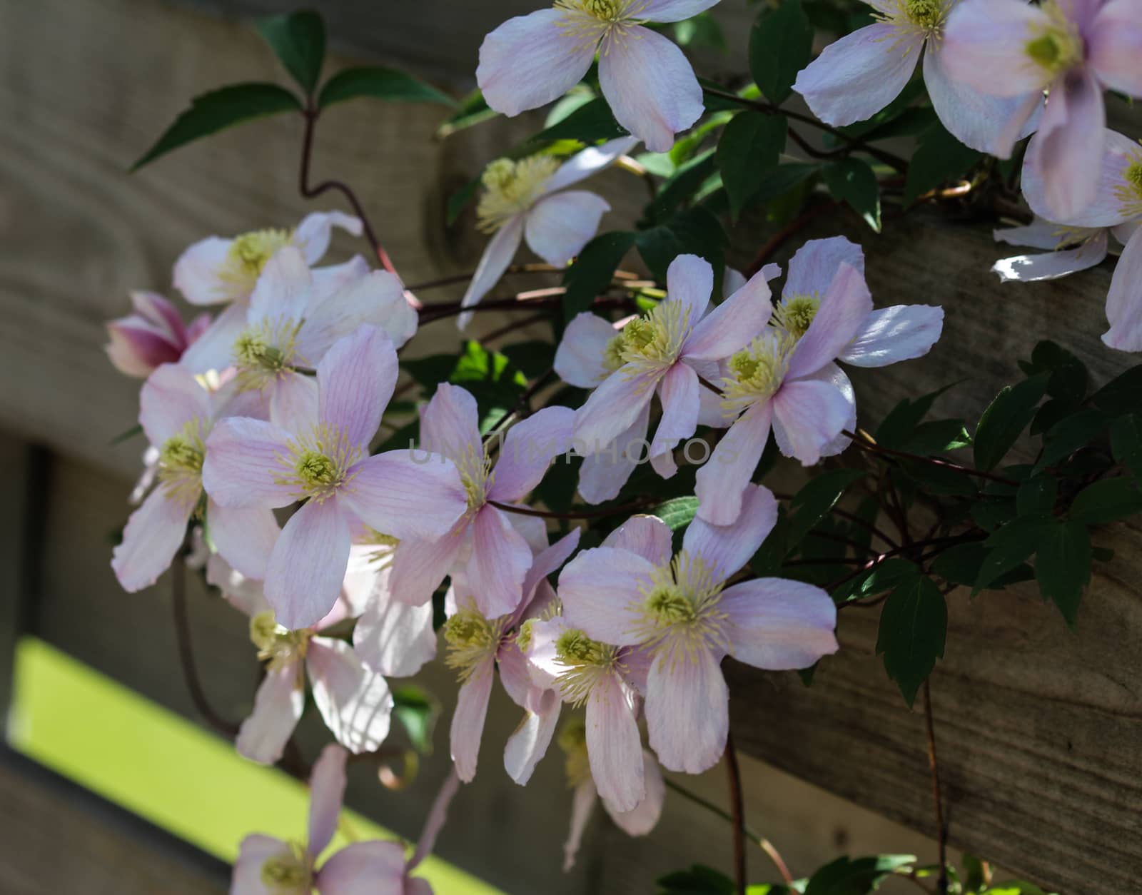Close up macro of Himalayan Clematis flower (Clematis montana) blooming in garden