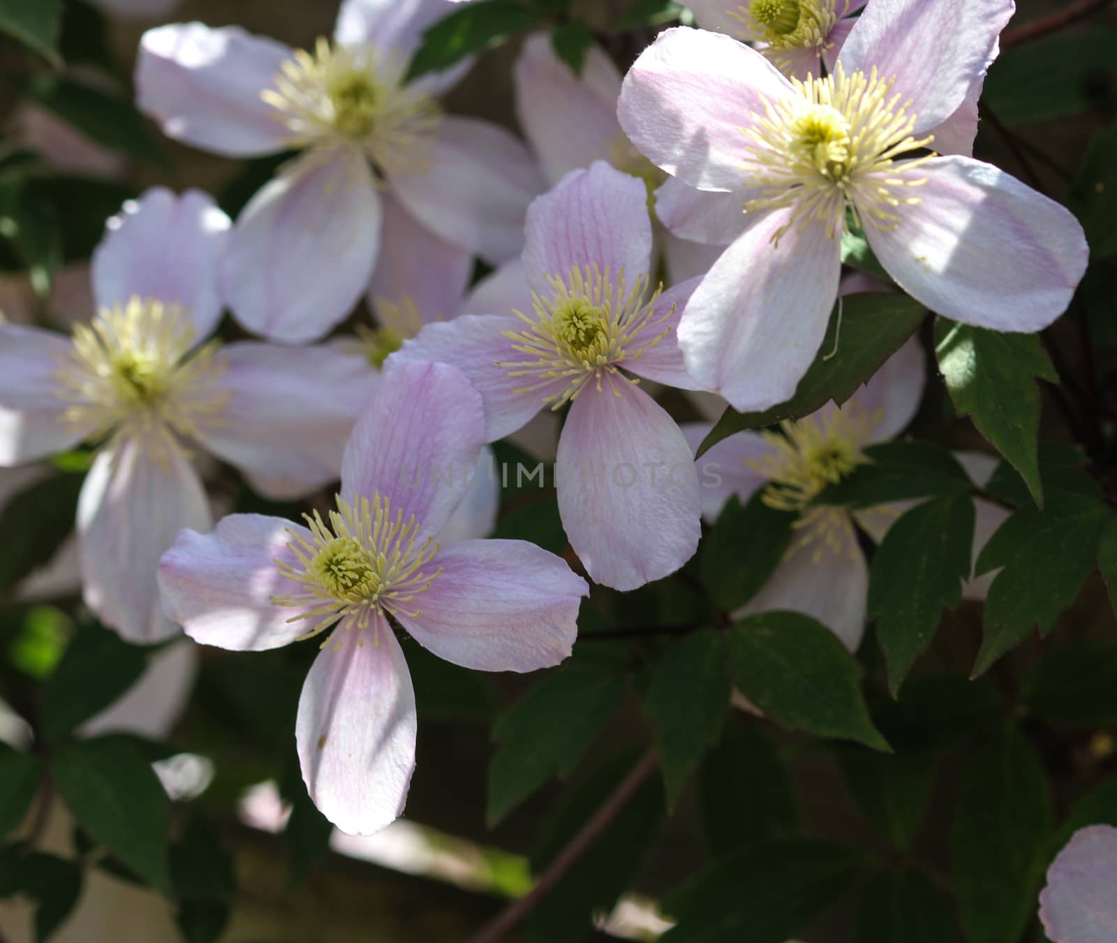 Close up macro of Himalayan Clematis flower (Clematis montana) blooming in garden
