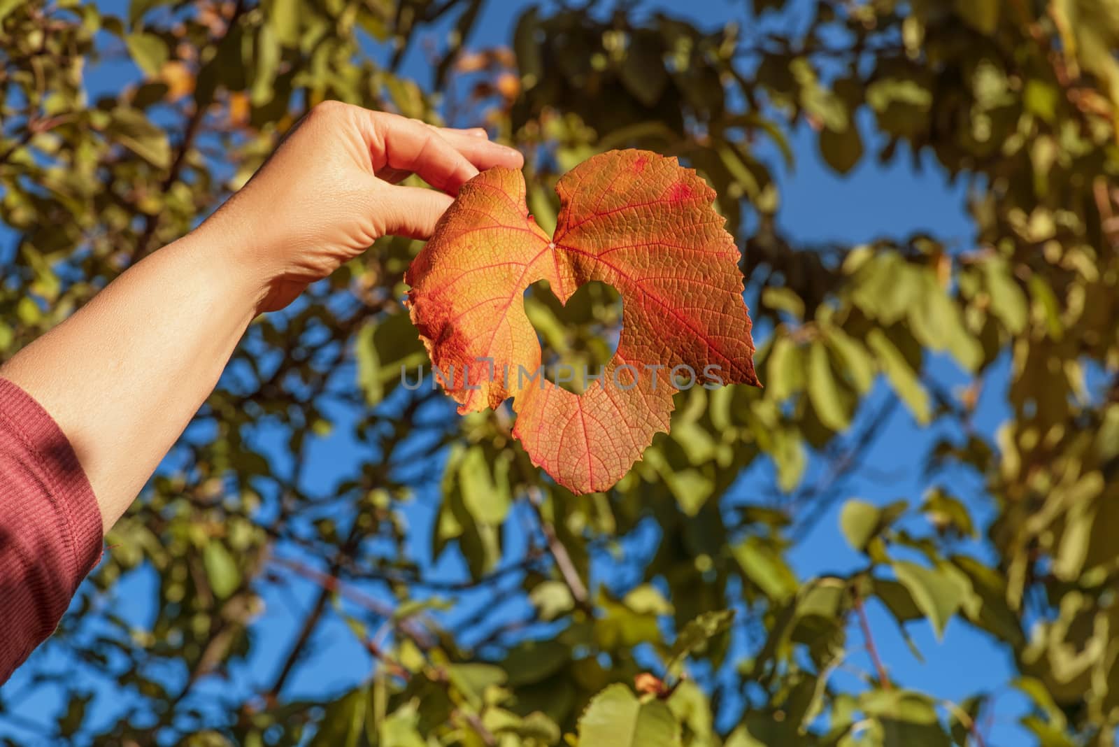 Autumn leaf on a background of trees and blue sky.nature background. Yellow leaves over blue sky.Beautiful autumn with falling down old leaves over blue sky, abstract background, nature at fall