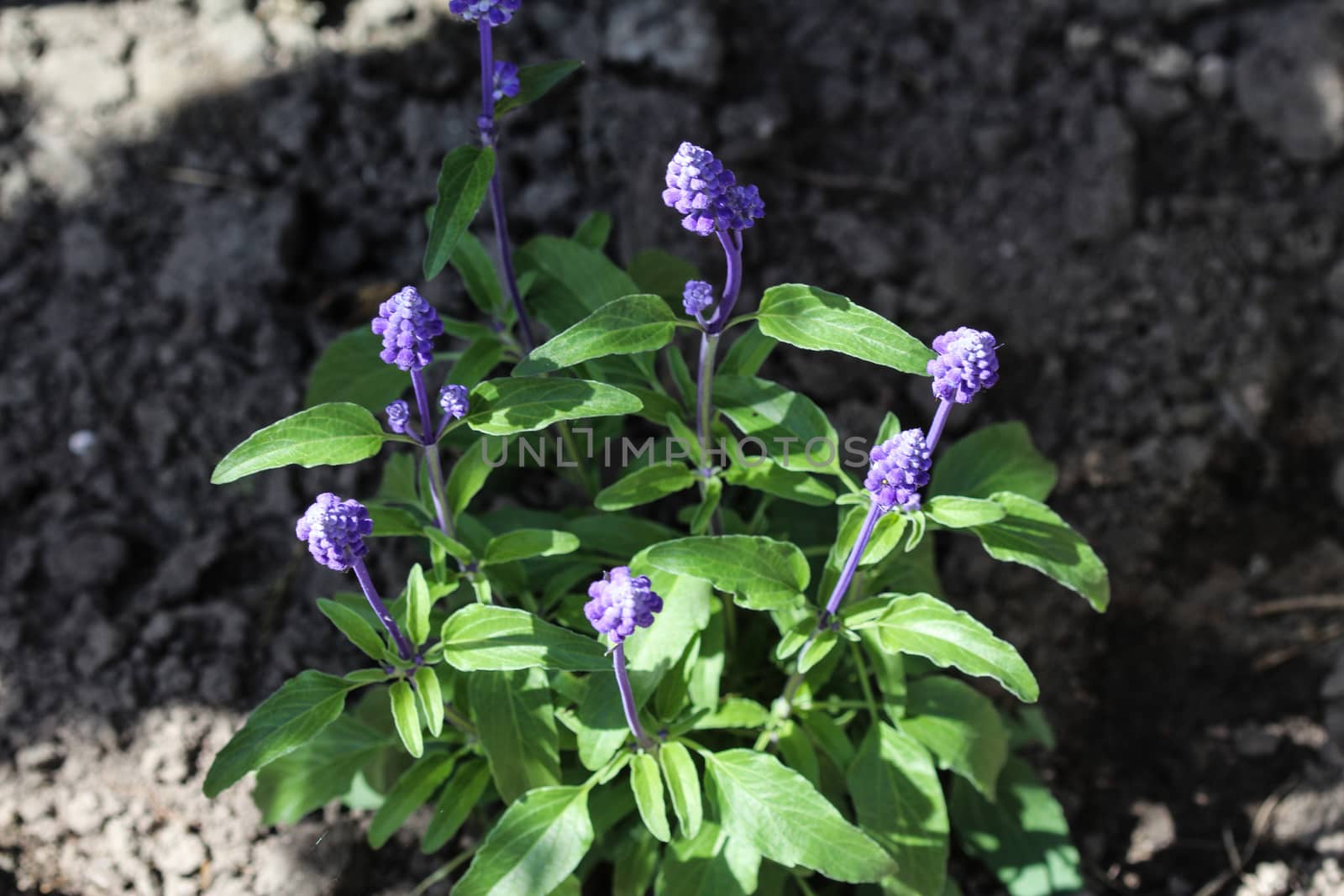 mealycup sage or mealy sage (Salvia farinacea)