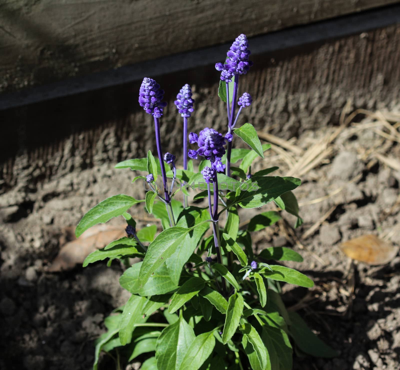 mealycup sage or mealy sage (Salvia farinacea)