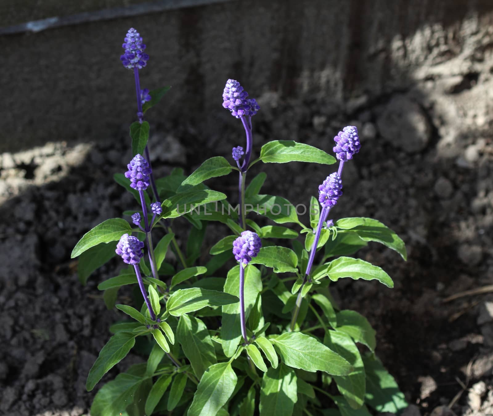 mealycup sage or mealy sage (Salvia farinacea)