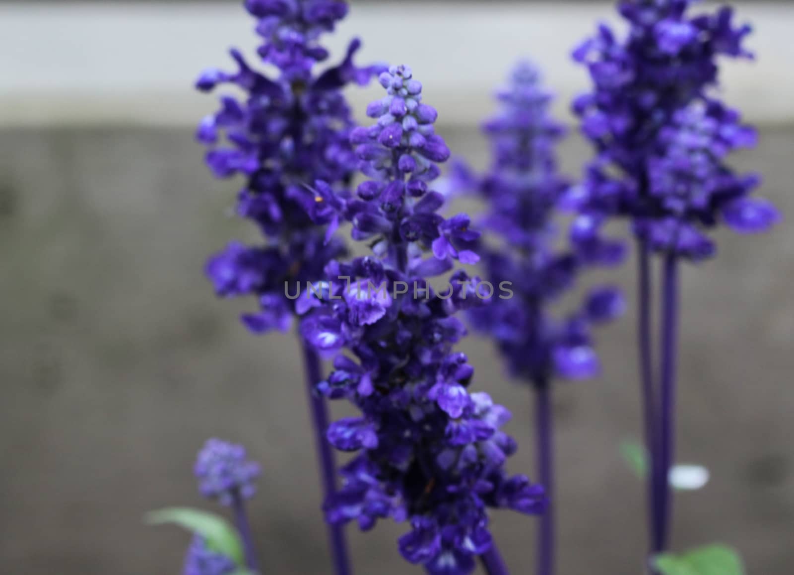 mealycup sage or mealy sage (Salvia farinacea)