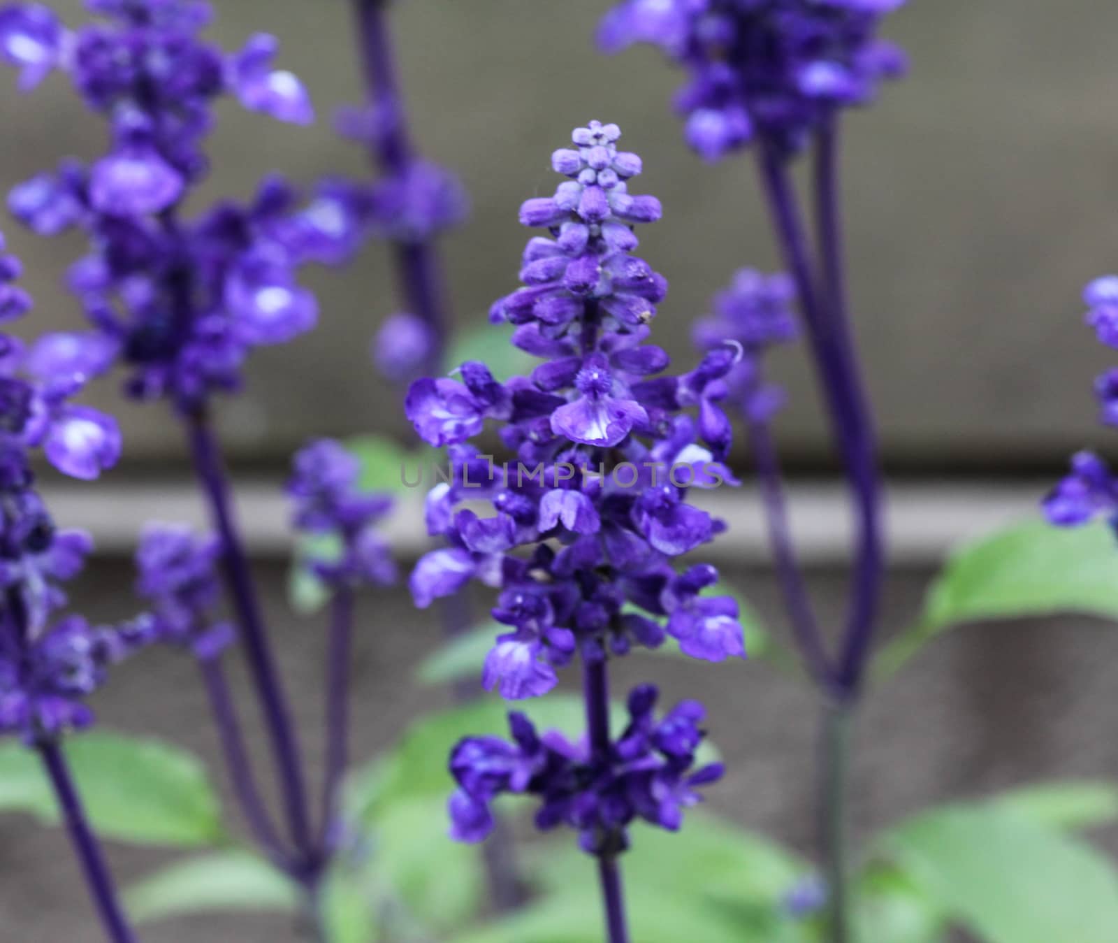 mealycup sage or mealy sage (Salvia farinacea)