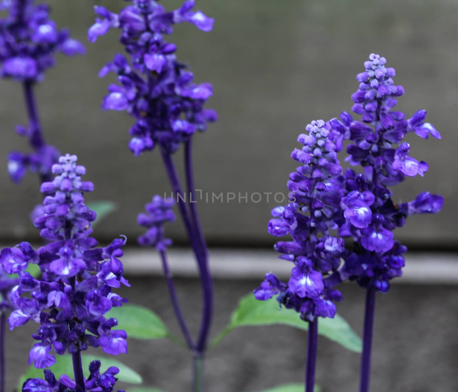 mealycup sage or mealy sage (Salvia farinacea)
