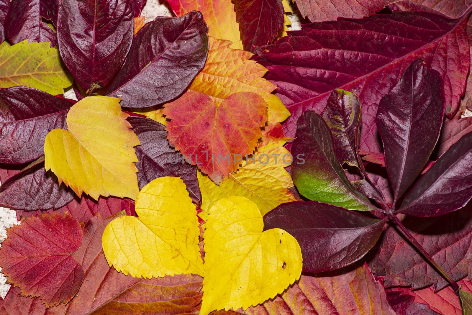 Colorful autumn leaves on a white background. Background of autumn leaves. Leaves close-up.Autumn leaf composition. Studio shot on wooden background.