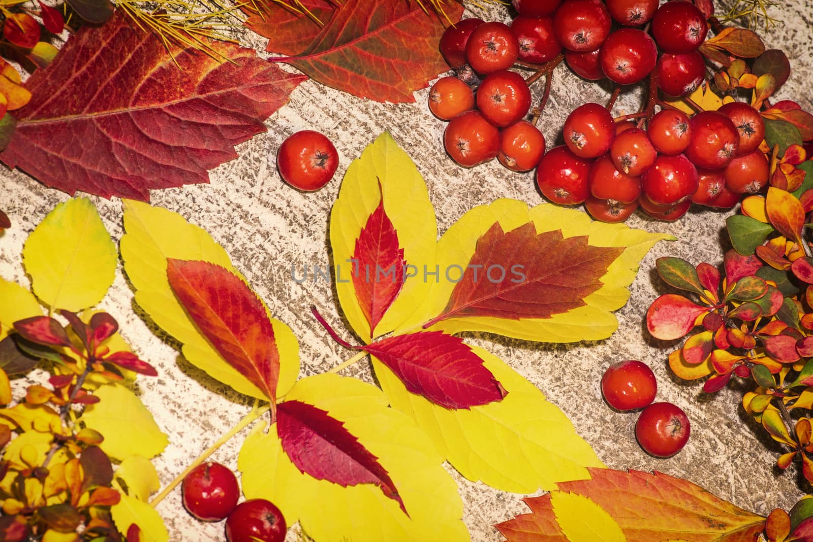 Colorful autumn leaves on a white background. Background of autumn leaves. Leaves close-up.Autumn leaf composition. Studio shot on wooden background.