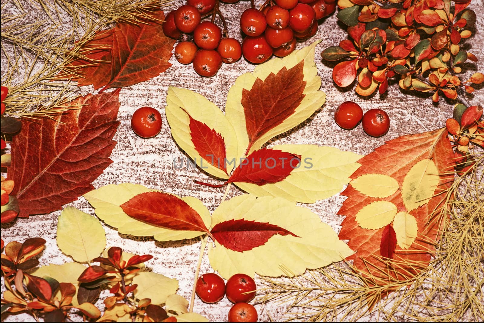 Colorful autumn leaves on a white background. Background of autumn leaves. Leaves close-up.Autumn leaf composition. Studio shot on wooden background.