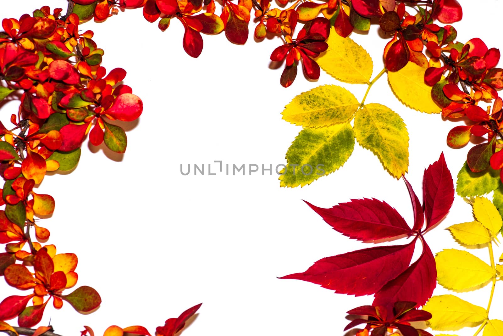 Colorful autumn leaves on a white background. Background of autumn leaves. Leaves close-up.Autumn leaf composition. Studio shot on wooden background.