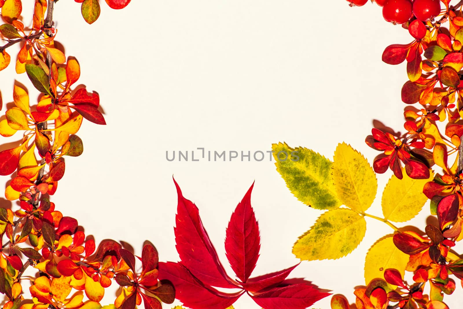 Colorful autumn leaves on a white background. Background of autumn leaves. Leaves close-up.Autumn leaf composition. Studio shot on wooden background.
