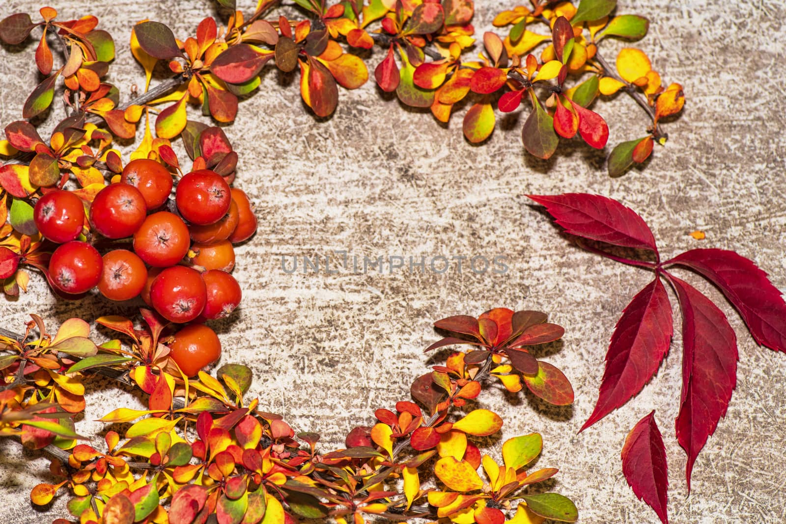 Colorful autumn leaves on a white background. Background of autumn leaves. Leaves close-up.Autumn leaf composition. Studio shot on wooden background.
