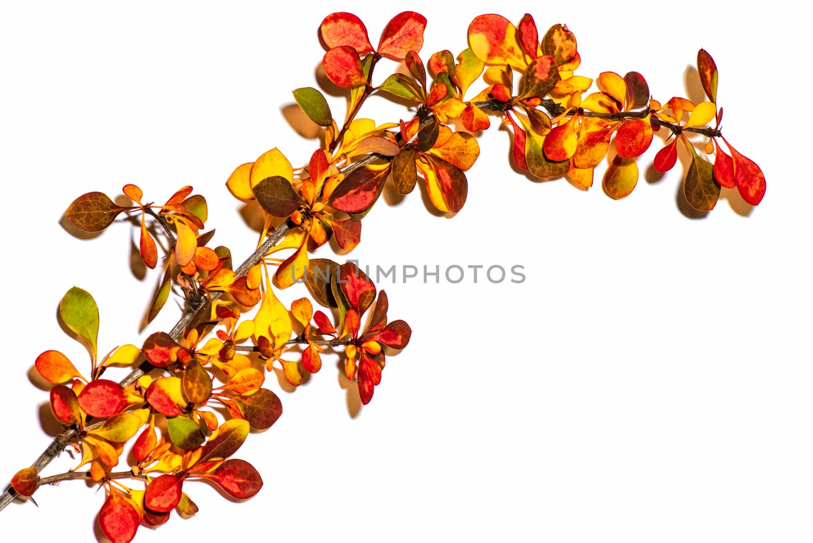 Colorful autumn leaves on a white background. Background of autumn leaves. Leaves close-up.Autumn leaf composition. Studio shot on wooden background.