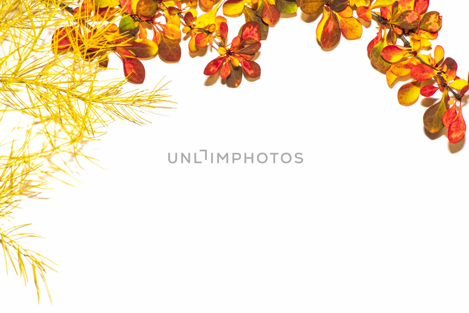 Colorful autumn leaves on a white background. Background of autumn leaves. Leaves close-up.Autumn leaf composition. Studio shot on wooden background.
