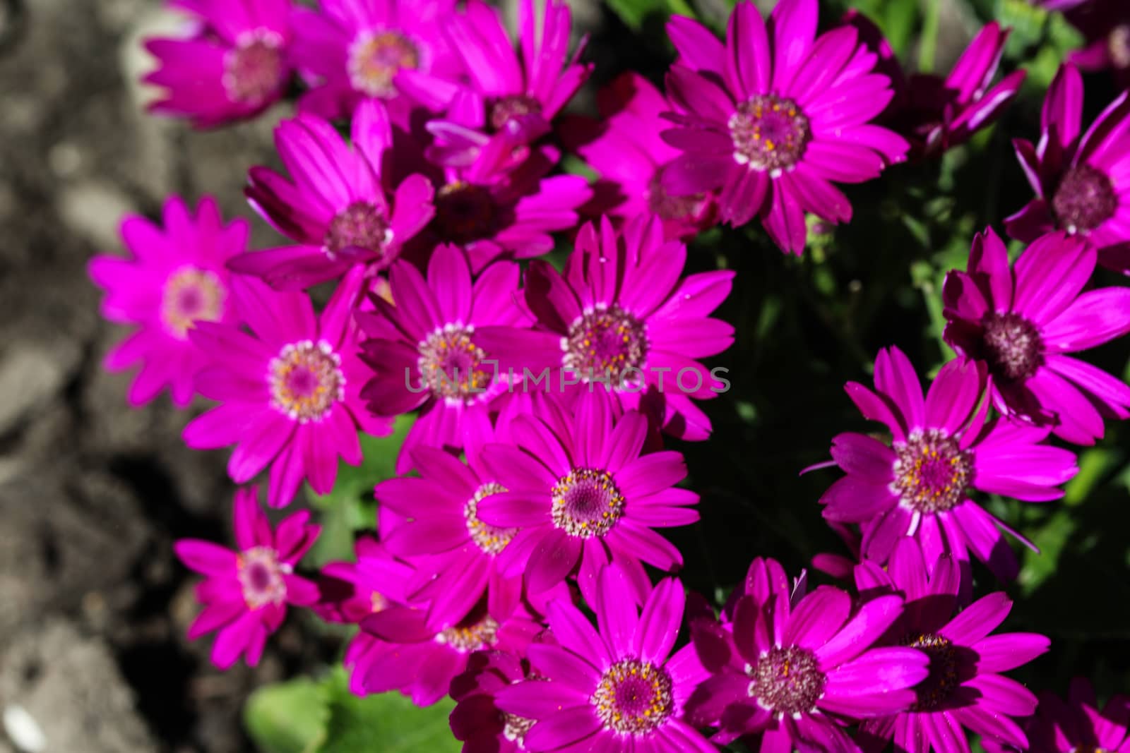 close up of Garden cineraria purple flower (cineraria hybrida) blooming in spring