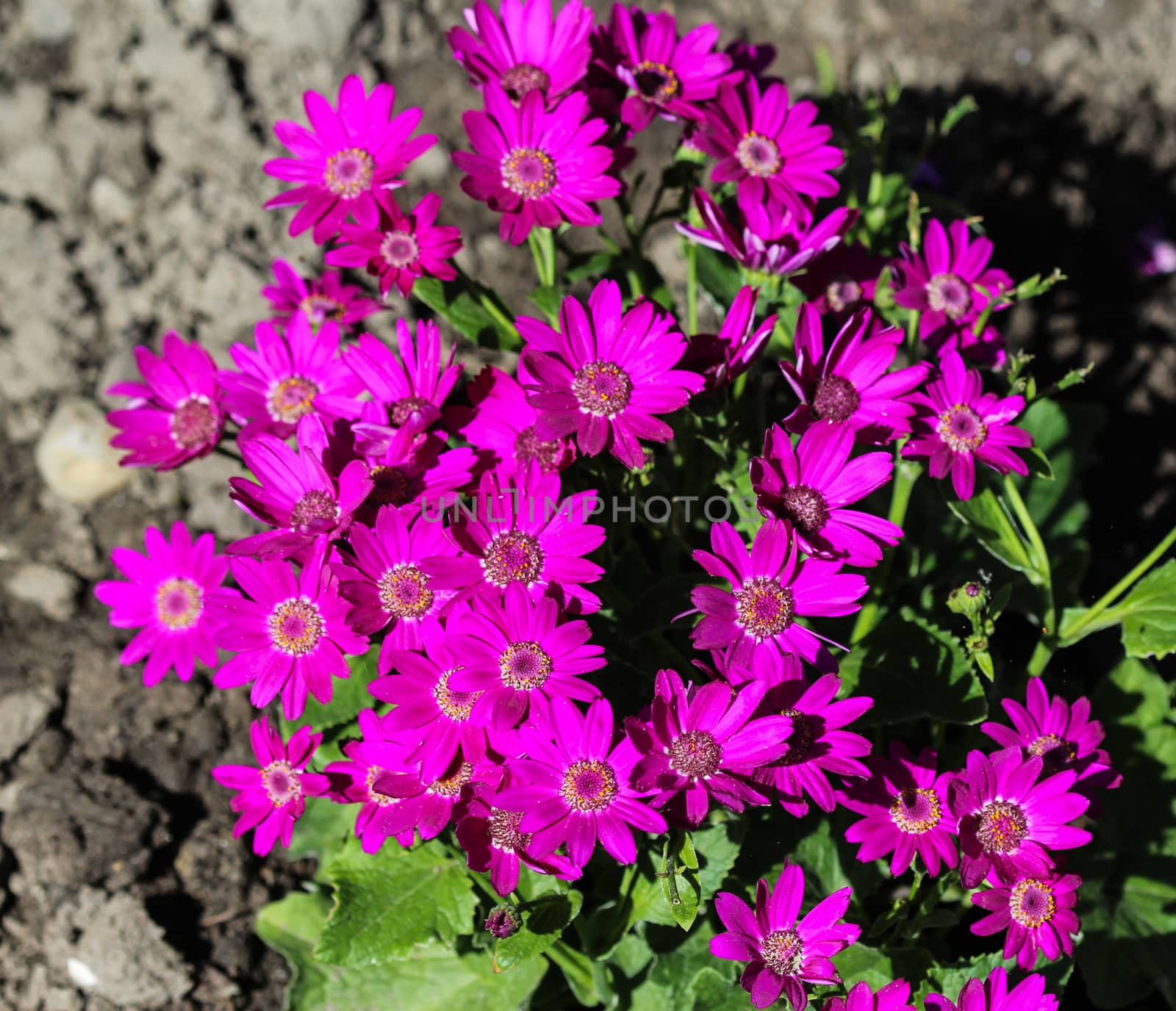 close up of Garden cineraria purple flower (cineraria hybrida) blooming in spring