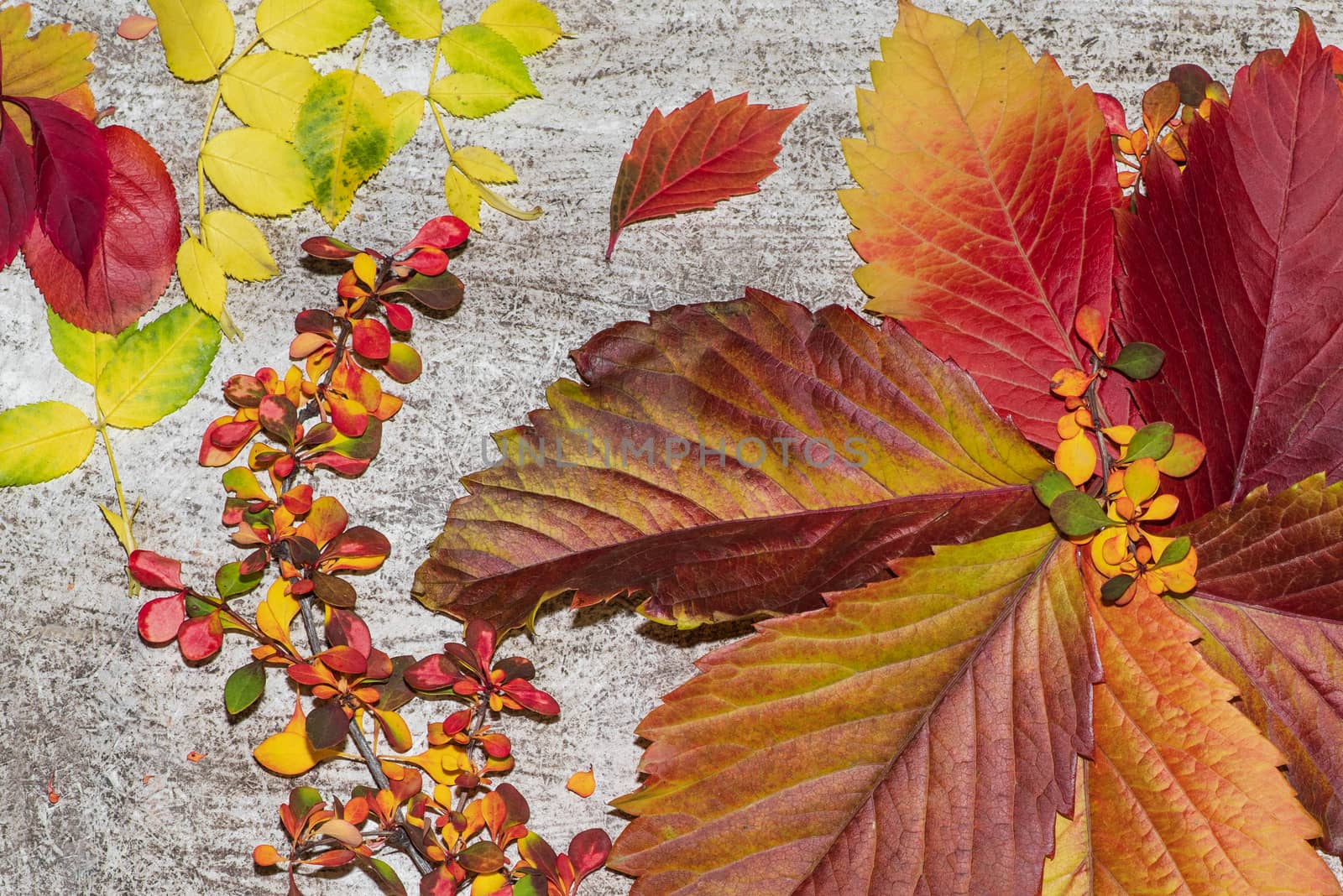 Colorful autumn leaves on a white background. Background of autumn leaves. Leaves close-up.Autumn leaf composition. Studio shot on wooden background.