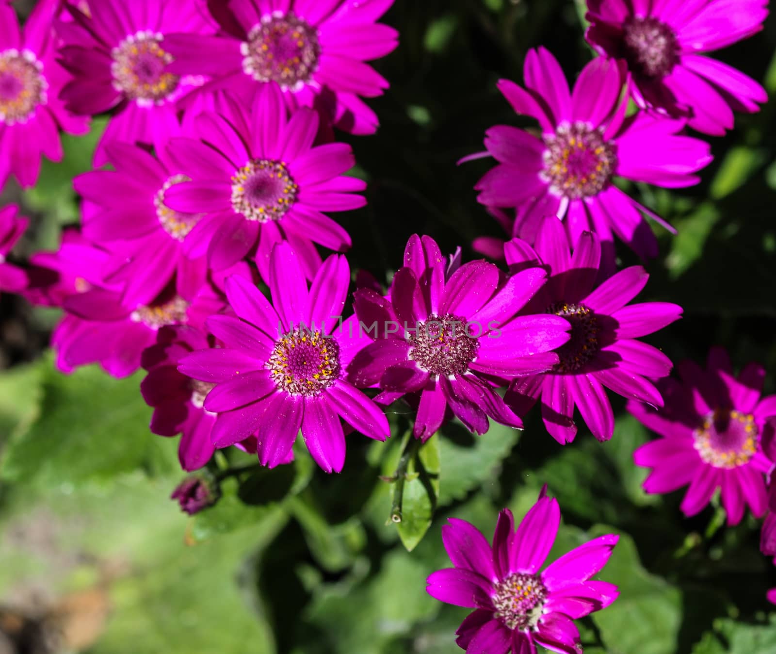 close up of Garden cineraria purple flower (cineraria hybrida) blooming in spring