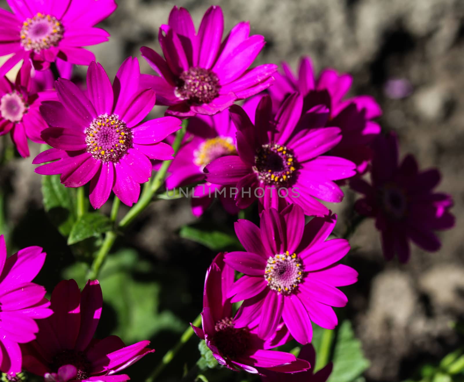 close up of Garden cineraria purple flower (cineraria hybrida) blooming in spring