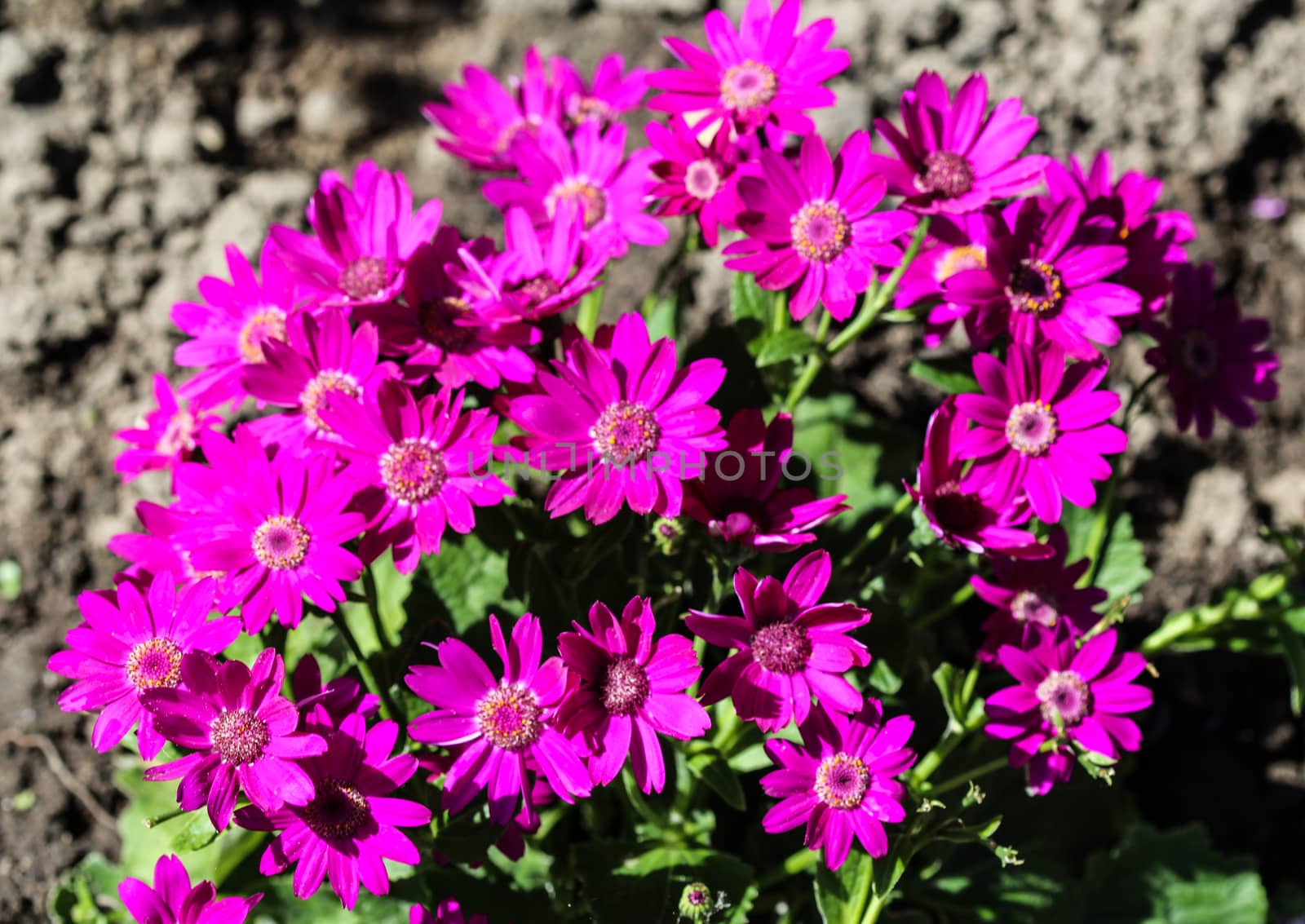close up of Garden cineraria purple flower (cineraria hybrida) blooming in spring