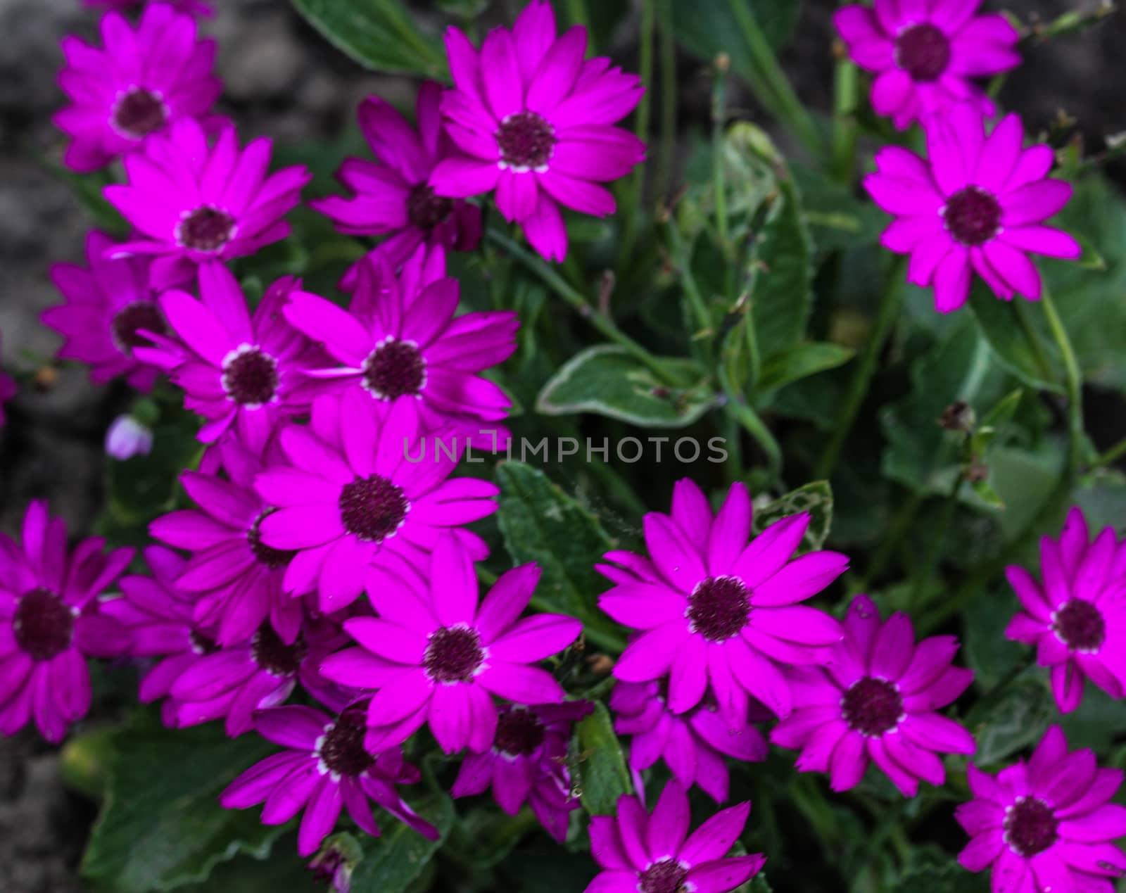 close up of Garden cineraria purple flower (cineraria hybrida) blooming in spring