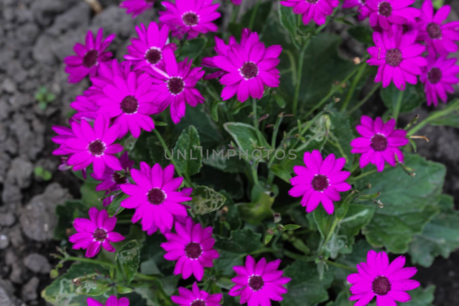 close up of Garden cineraria purple flower (cineraria hybrida) blooming in spring