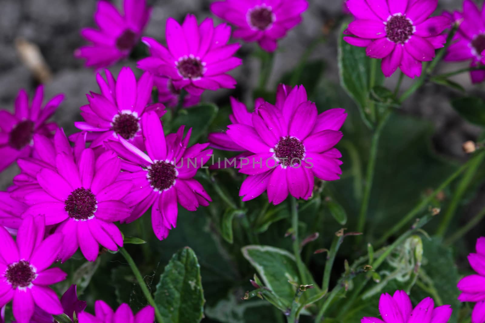 close up of Garden cineraria purple flower (cineraria hybrida) blooming in spring