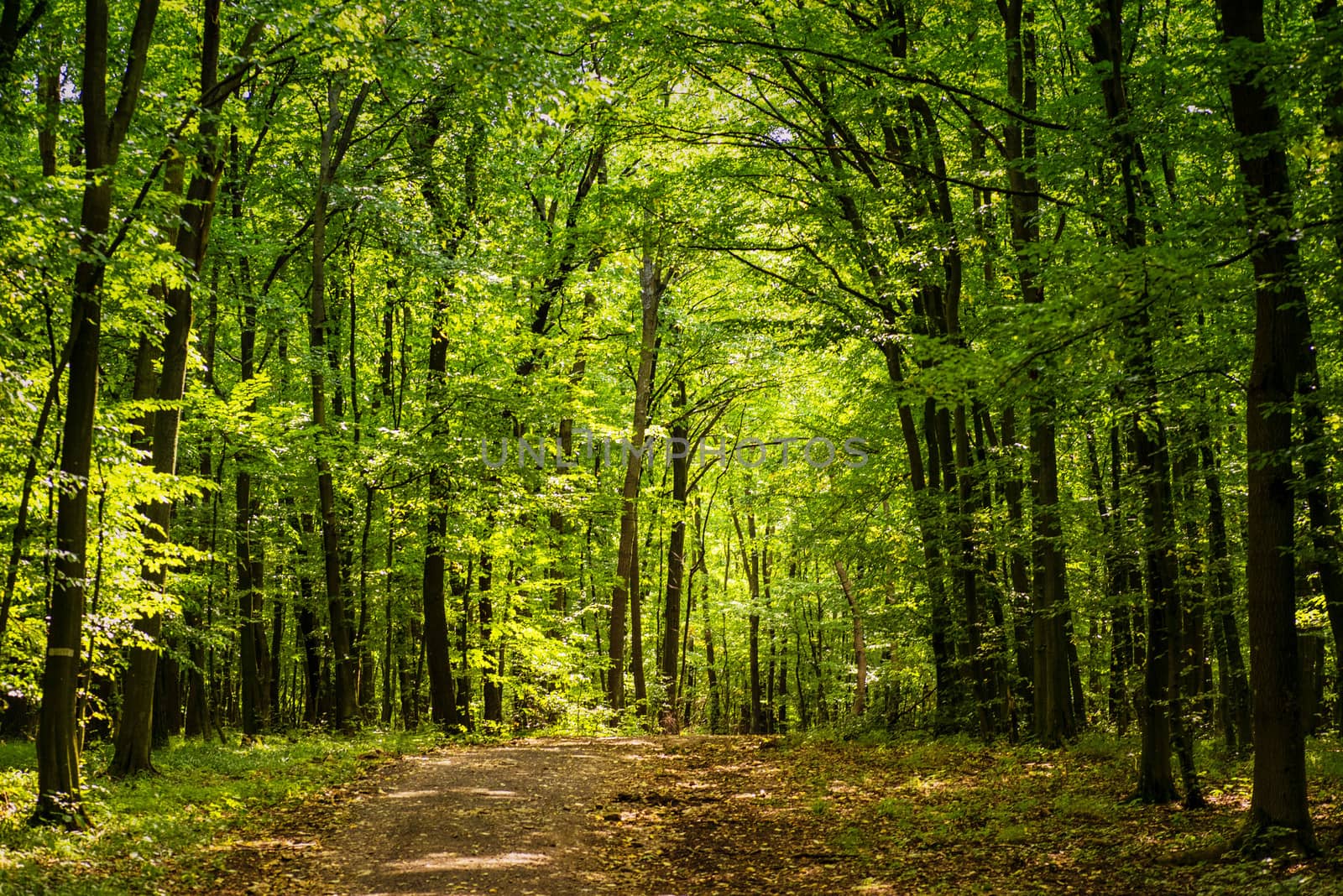 Summer warm sunny day in the forest.Bright green forest natural walkway in sunny day light.Sun through vivid green forest. Spring warm day in the forest. Green summer forest landscape in warm light