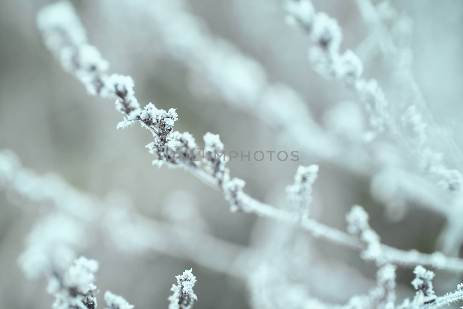 Christmas greeting card.Frost on the branches in winter. Winter landscape.Winter Background with snow branches tree leaves .