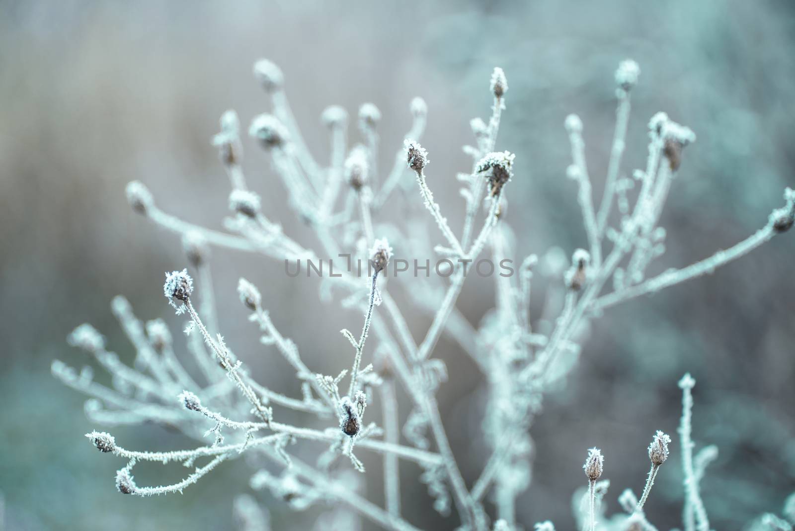Christmas greeting card.Frost on the branches in winter. Winter landscape.Winter Background with snow branches tree leaves .