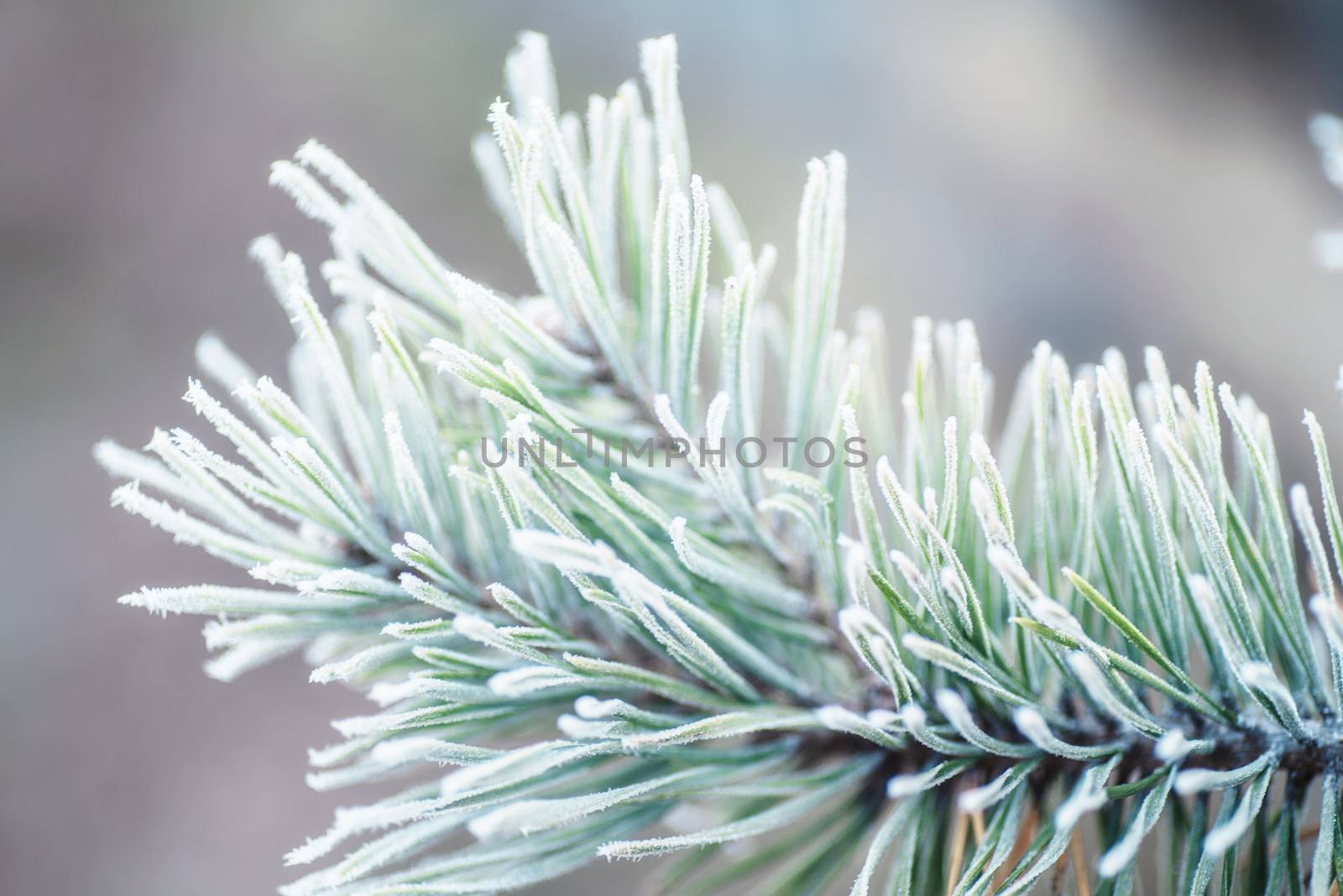 Christmas greeting card.Frost on the branches in winter. Winter landscape.Winter Background with snow branches tree leaves .