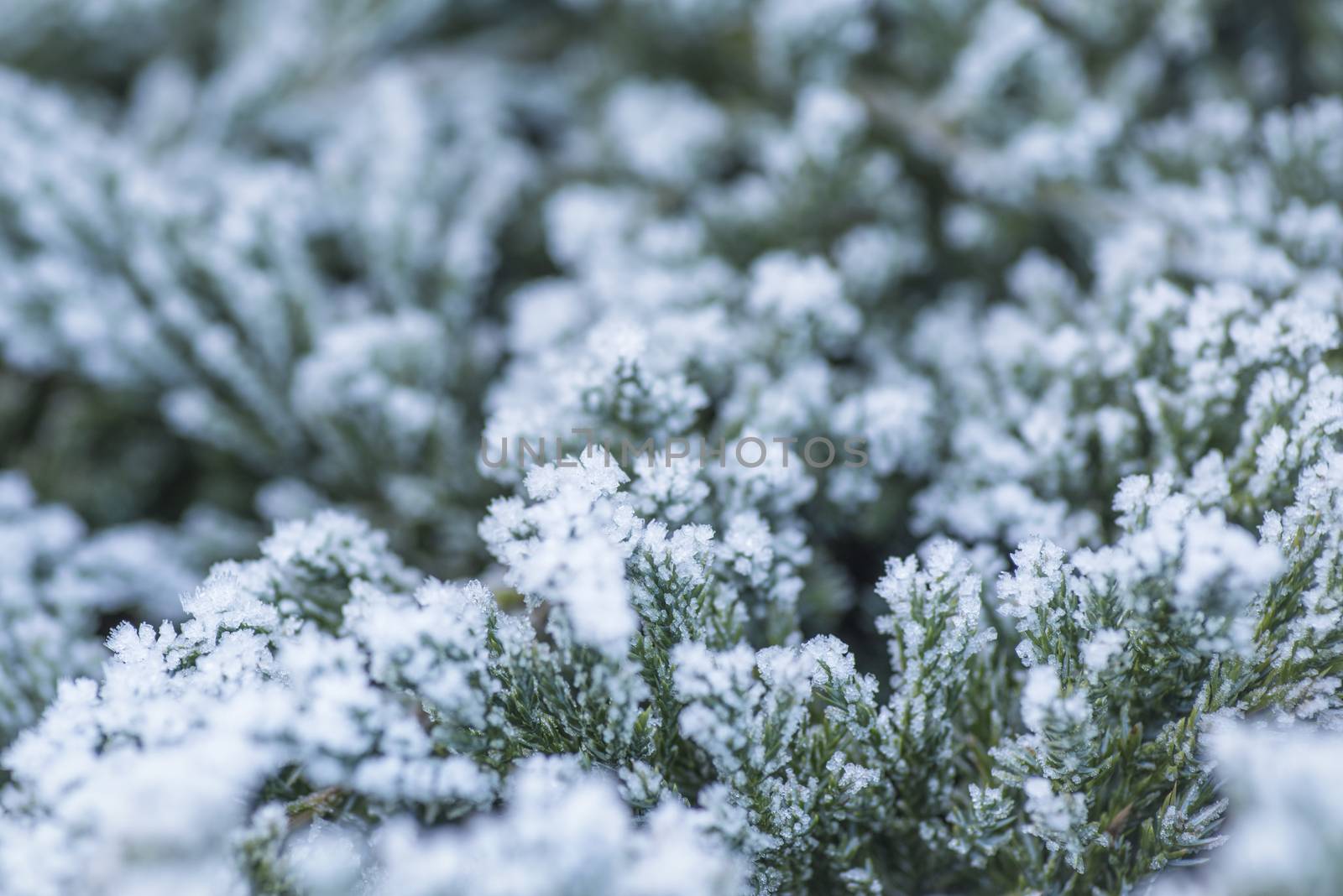 Winter Background with snow branches tree leaves . Christmas greeting card.Frost on the branches in winter. Winter landscape.