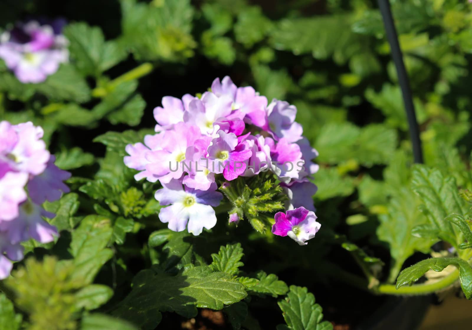 close up of verbena wicked purple flowers or Sea heart (garden verbena)