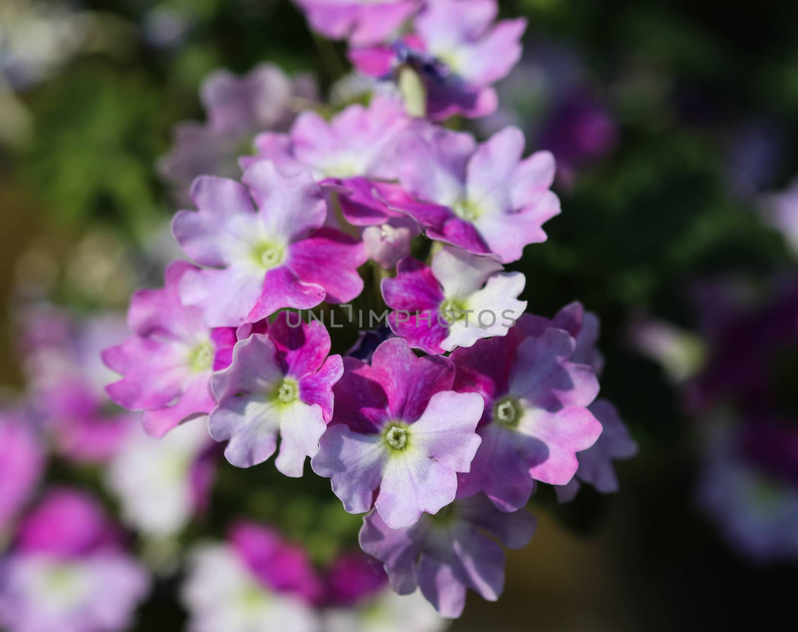 close up of verbena wicked purple flowers or Sea heart (garden verbena)