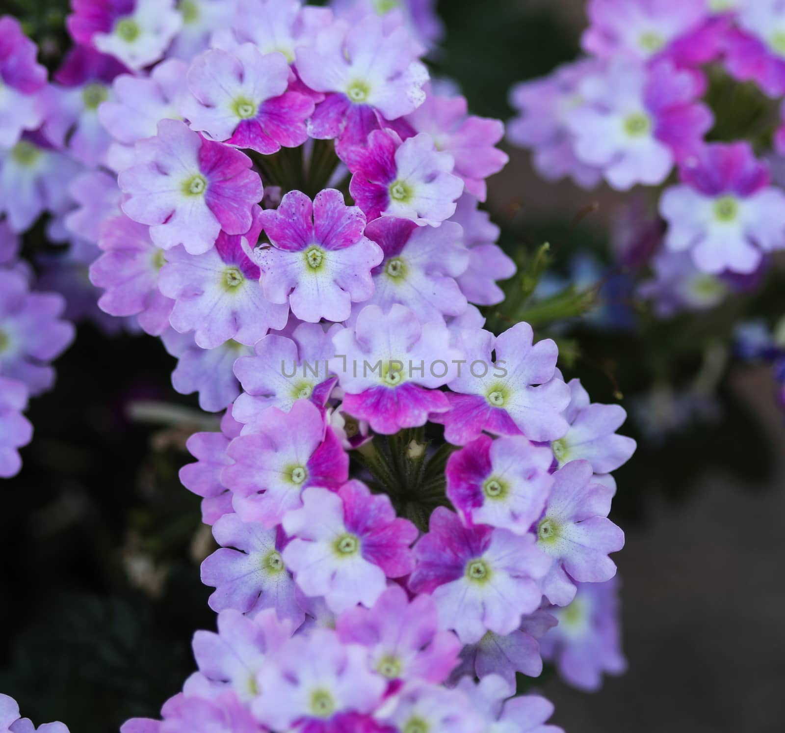 close up of verbena wicked purple flowers or Sea heart (garden verbena)
