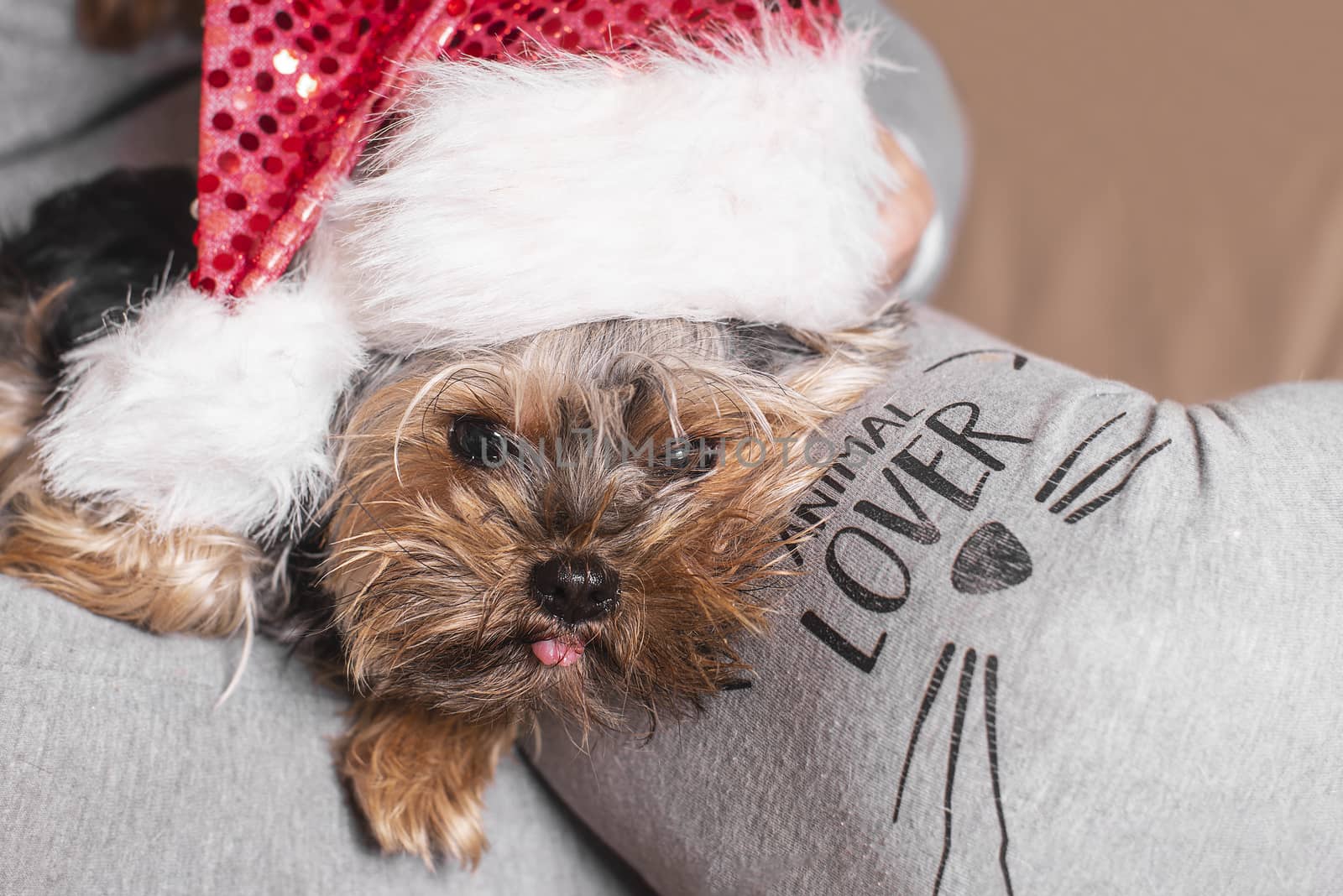 A small dog in a New Year's hat is sitting on the owner's lap.Funny dog in a New Year's.