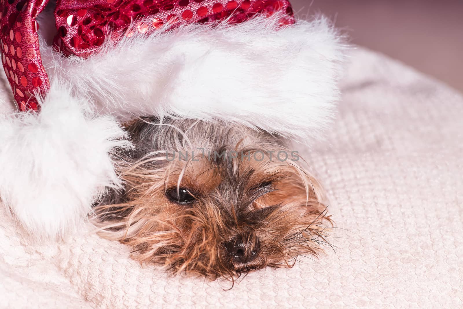 A small dog in a New Year's hat is lying on a white pillow. Funny dog in a New Year's.