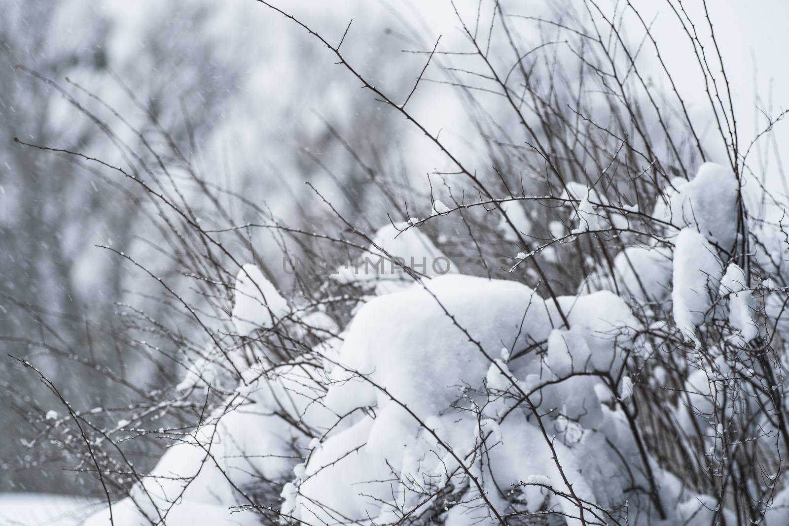 Winter Background with snow branches tree leaves . Christmas greeting card.Frost on the branches in winter. Winter landscape.. Frozen winter branches of bald tree with foggy winter landscape background.