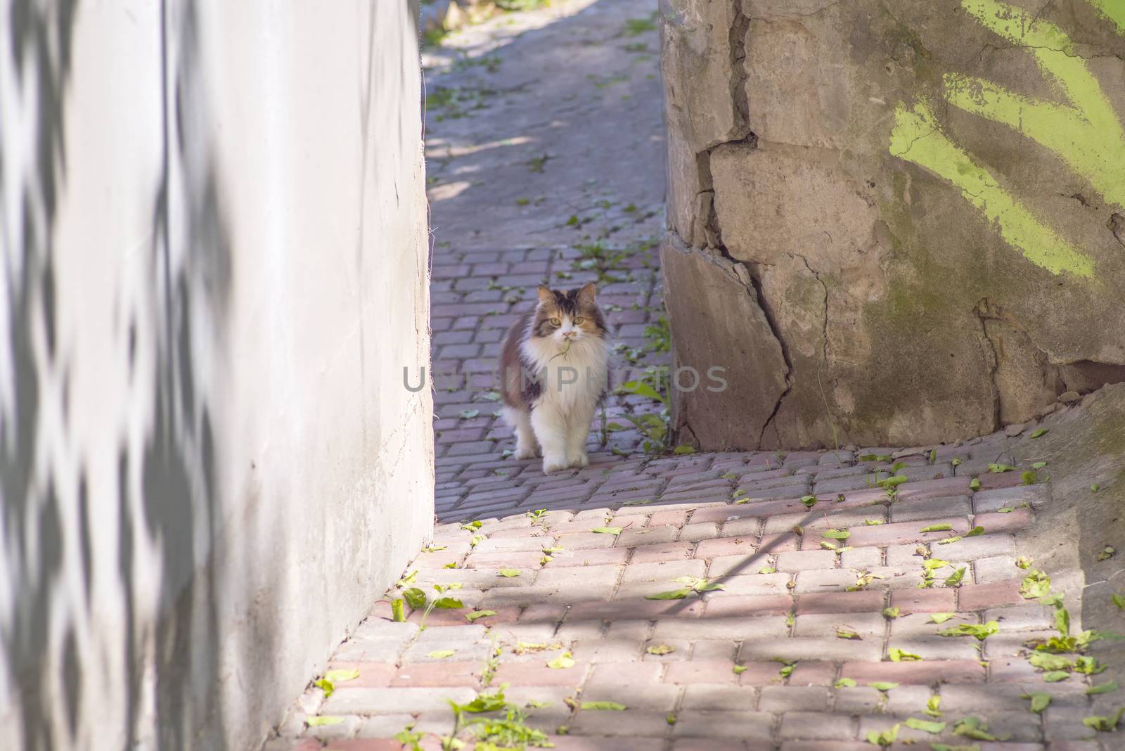 Cat caught a lizard.The hunter,hunter with prey.A kitten and a lizard. The kitten is a predator.The world of cats.