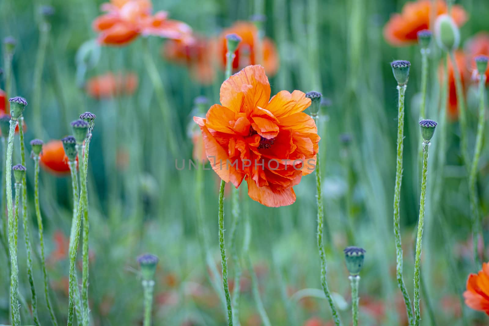 Red poppies on a field on a summer sunny day.In poppies field.Summer and spring, landscape, poppy seed. Opium poppy, botanical plant, ecology. Drug and love intoxication, opium, medicinal.